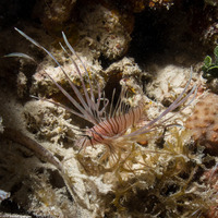 Pterois volitans (Red Lionfish)