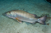 Lutjanus cyanopterus (Cubera Snapper)