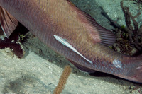 Echeneis naucrates (Sharksucker)