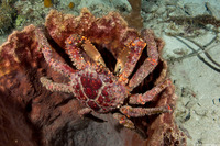 Maguimithrax spinosissimus (Channel Clinging Crab)