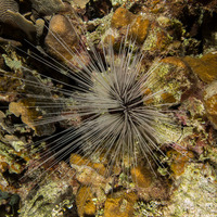 Diadema antillarum (Long-Spined Urchin)