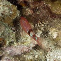 Apogon phenax (Mimic Cardinalfish)