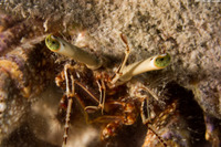 Petrochirus diogenes (Giant Hermit Crab)