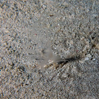 Cerianthidae sp.1 (Transparent Tube-Dwelling Anemone)