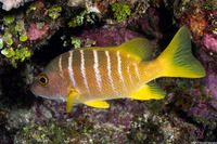 Lutjanus apodus (Schoolmaster)