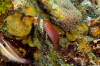 Sparisoma atomarium (Greenblotch Parrotfish)