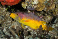 Bodianus rufus (Spanish Hogfish)