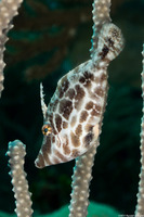 Monacanthus tuckeri (Slender Filefish)