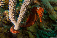 Hippocampus reidi (Longsnout Seahorse)