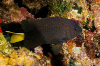 Microspathodon chrysurus (Yellowtail Damselfish)
