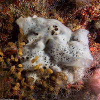 Mycale laevis (Orange Icing Sponge)