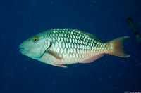 Sparisoma chrysopterum (Redtail Parrotfish)
