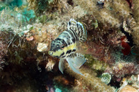 Serranus tigrinus (Harlequin Bass)