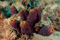 Aiolochroia crassa (Branching Tube Sponge)