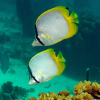 Chaetodon ocellatus (Spotfin Butterflyfish)