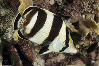 Chaetodon striatus (Banded Butterflyfish)