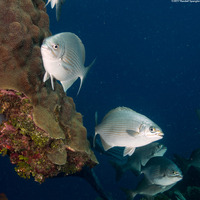 Kyphosus vaigiensis (Brassy Chub)