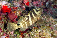 Epinephelus striatus (Nassau Grouper)