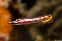 Lucayablennius zingaro (Arrow Blenny)