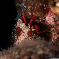 Paguristes cadenati (Red Reef Hermit Crab)