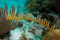 Millepora alcicornis (Branching Fire Coral)