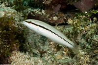 Halichoeres bivittatus (Slippery Dick)