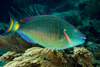 Sparisoma viride (Stoplight Parrotfish)