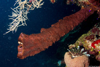 Neopetrosia rosariensis (Neopetrosia rosariensis)