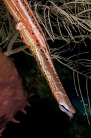 Aulostomus maculatus (Atlantic Trumpetfish)