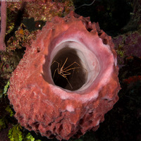 Stenorhynchus seticornis (Yellowline Arrow Crab)