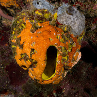 Family Didemnidae (Overgrowing Tunicate)