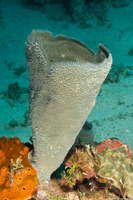 Niphates digitalis (Pink Vase Sponge)