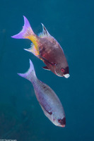 Clepticus parrae (Creole Wrasse)