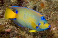 Holacanthus ciliaris (Queen Angelfish)
