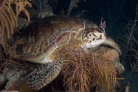 Chelonia mydas (Green Sea Turtle)
