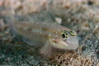 Coryphopterus venezuelae (Sand-Canyon Goby)