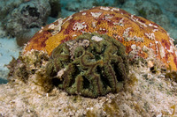 Isophyllia sinuosa (Sinuous Cactus Coral)