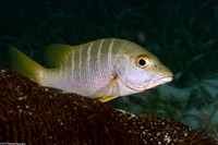 Lutjanus apodus (Schoolmaster)