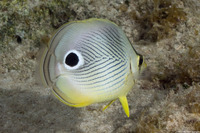 Chaetodon capistratus (Foureye Butterflyfish)