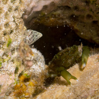 Mithraculus sculptus (Green Clinging Crab)
