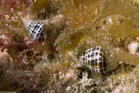 Cerithium litteratum (Stocky Cerith)