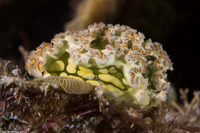 Elysia crispata (Lettuce Slug)