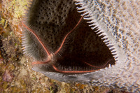Ophiothrix suensoni (Sponge Brittle Star)