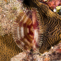 Anamobaea orstedii (Splitcrown Feather Duster)