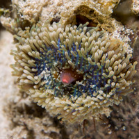 Ricordea florida (Florida Corallimorph)