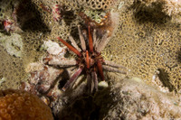 Eucidaris tribuloides (Slatepencil Urchin)