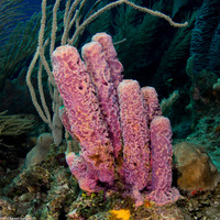 Aplysina archeri (Stovepipe Sponge)