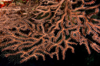 Iciligorgia schrammi (Deepwater Sea Fan)