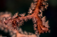 Iciligorgia schrammi (Deepwater Sea Fan)