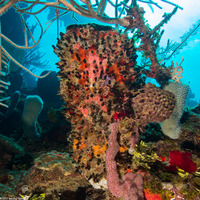 Oceanapia bartschi (Rough Tube Sponge)